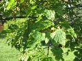 Tatarian Maple  
